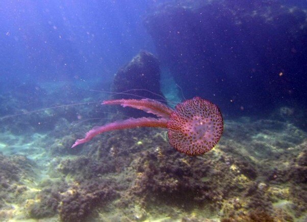 buceo-moraira